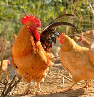 土鸡走地鸡正宗湛江鸡150160天养殖