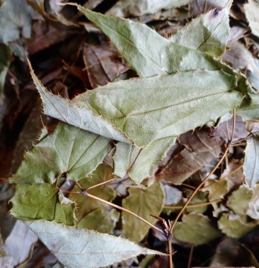 新货羊角叶淫阳霍叶根色青干货批发零售欢迎订购