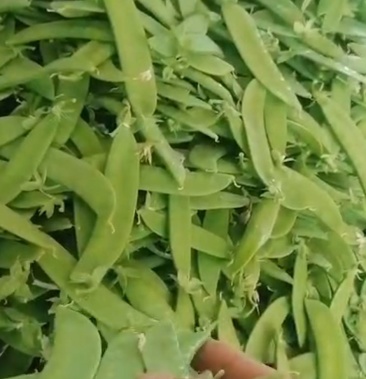精品荷兰豆夹豆甜豆大量上市