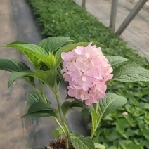 无尽夏绣球，有粉色的，蓝色的，有120型140型180型