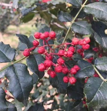 湿花椒,精品凤椒量大