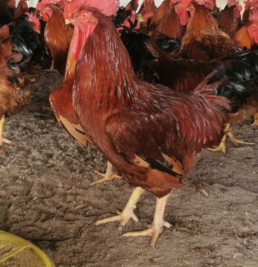 十六斤红鸡雏图片图片