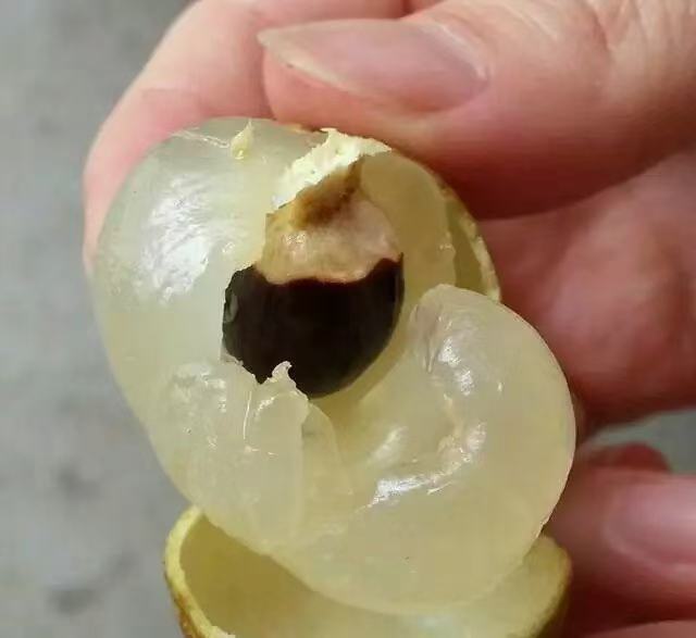 储良龙眼果实饱满,果壳呈黄褐色,果肉晶莹剔透,质地细腻,散发出自然的果香 储良龙眼果实特写