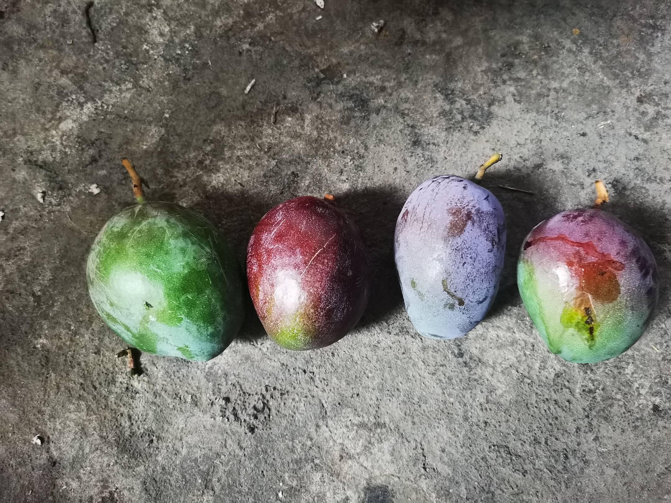 凯特芒不同成熟阶段的外观对比图