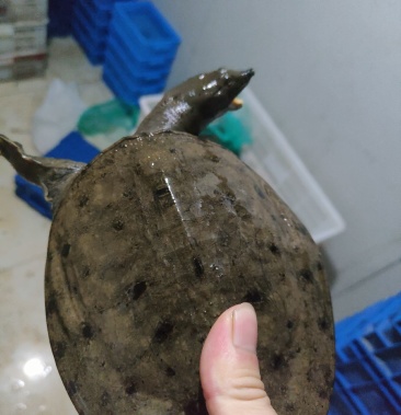 精品黑花甲鱼仿ye生甲鱼精品老甲鱼