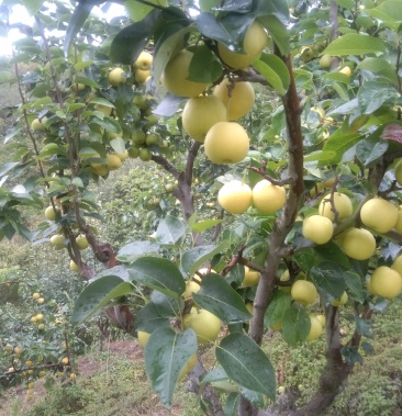 00/公斤起批价1公斤产地云南昆明安宁市物流运费待商议规格通货5元