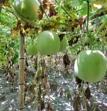 【推荐】芋香味小冬瓜,吊瓜 保质保量 诚信经营