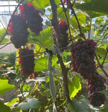 玫瑰露葡萄1万多斤.