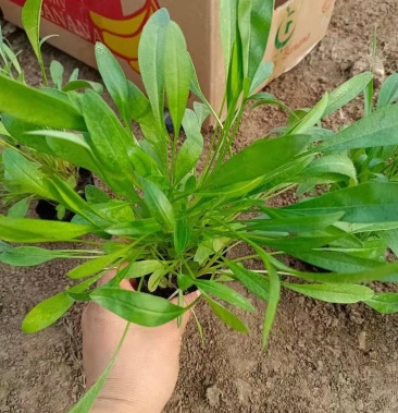 高品质金鸡菊 根系好 基地批发价 欢迎咨询