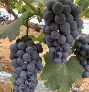 自家颗粒大甜度高的夏黑葡萄新上市啦!新上市,欢迎购买.