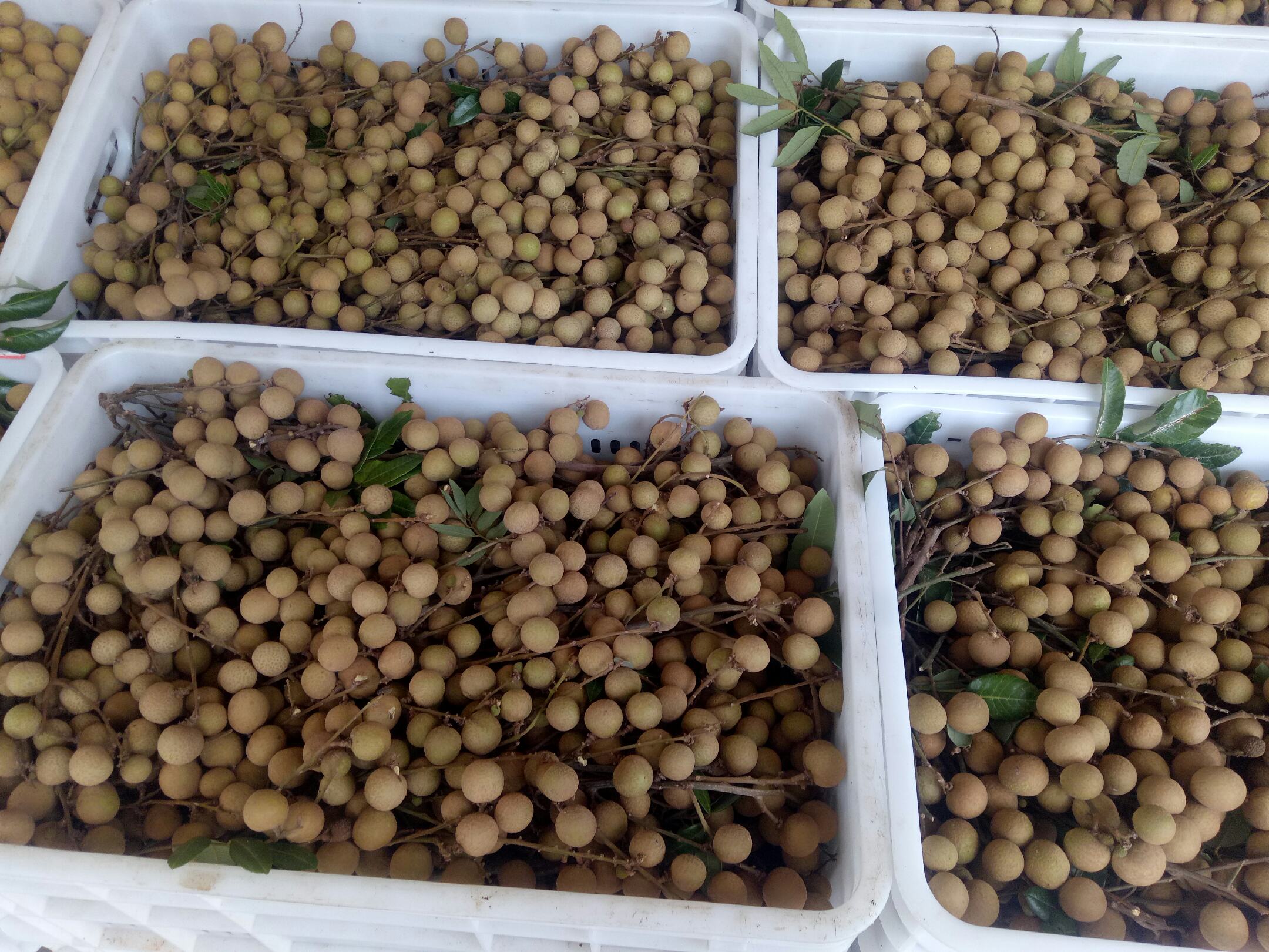 一位身穿草帽的农民正在广东肇庆高要区的龙眼园中手工采摘石硖龙眼,手中握着一串饱满的果实,身后是茂密的龙眼树,地上堆放着装满龙眼的竹筐,阳光明媚,体现丰收喜悦氛围 农户采摘龙眼场景