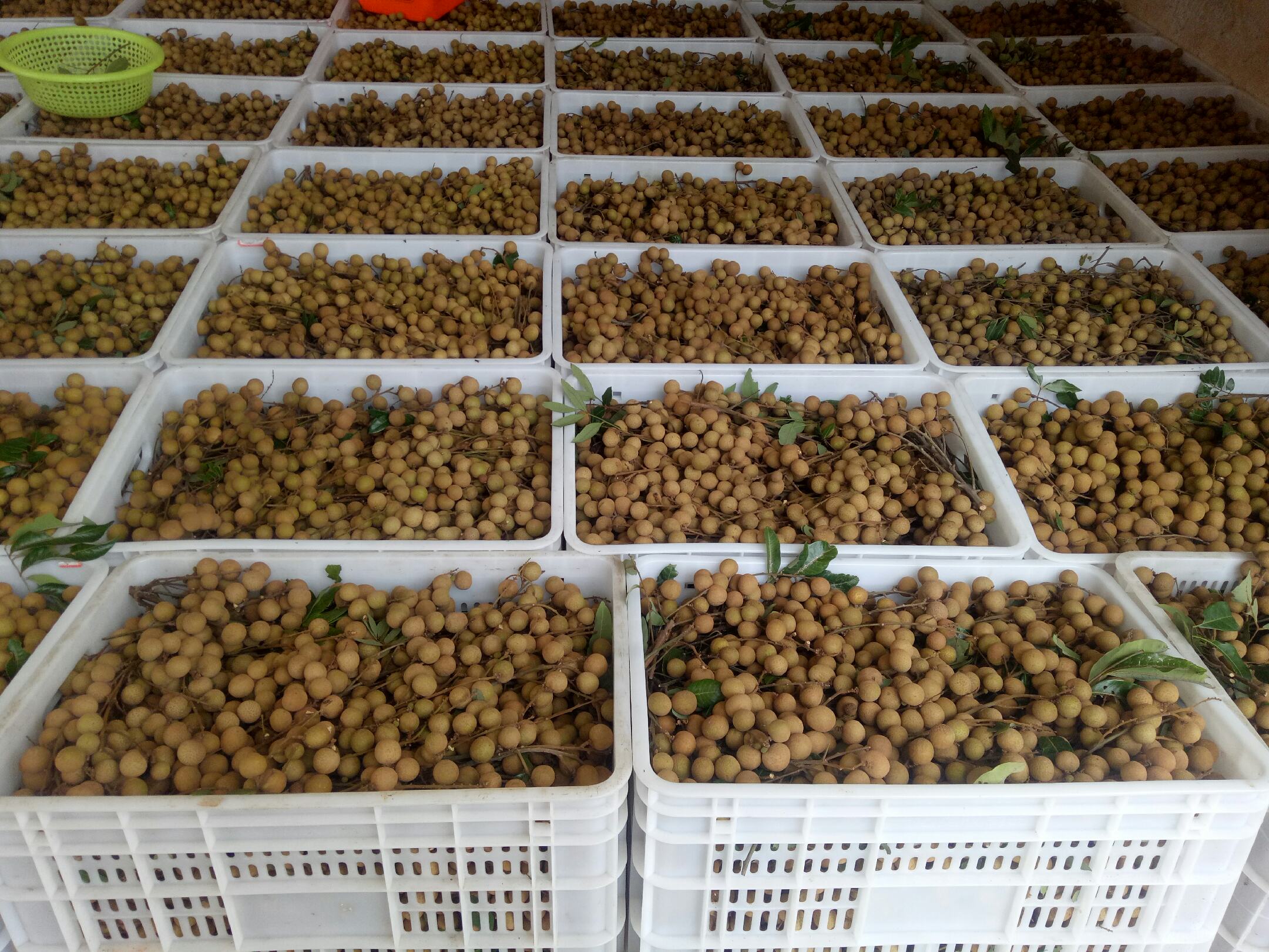 石硖龙眼品牌展示