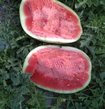 [金花西瓜批发]宁夏压砂瓜价格1.15元/公斤 - 一亩田