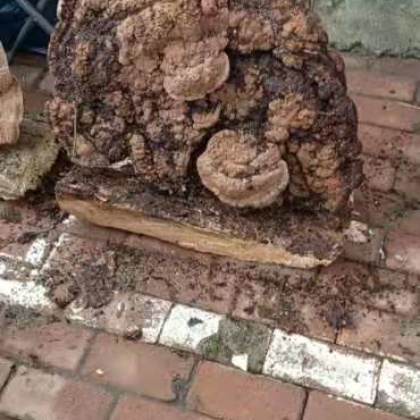 树舌产地货源批发价格行情