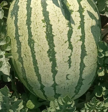 陕西榆林定边沙地西瓜上市了色泽好口感甜个头大小均匀