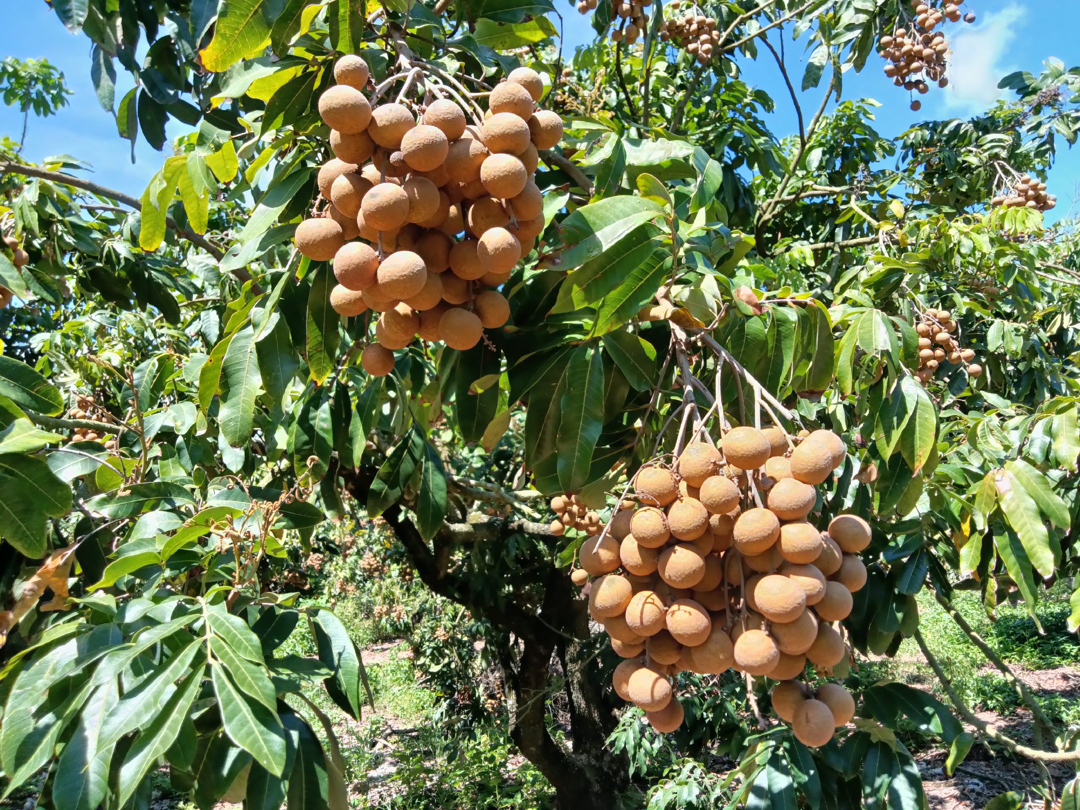 储良龙眼果树全景图