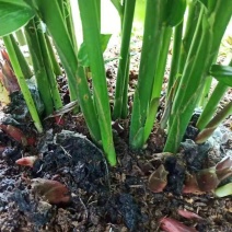 大山里的野菜