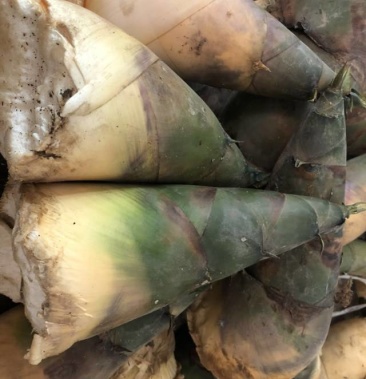 广西金秀麻竹笋大头笋大量上市,日供2万斤,招万斤起装客户