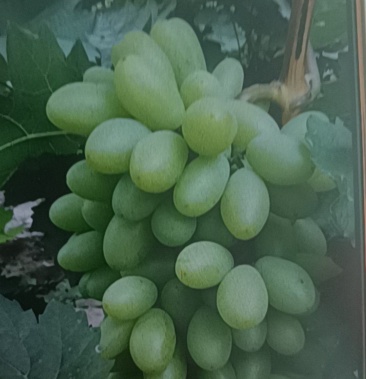 [青提批发]白鸡心价格2.50元/斤 - 一亩田