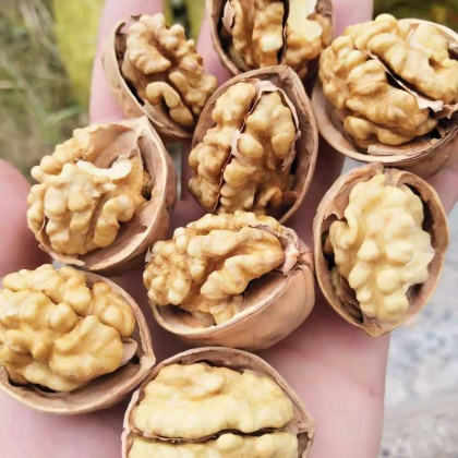 云南大理漾濞县纸皮核桃产地行情