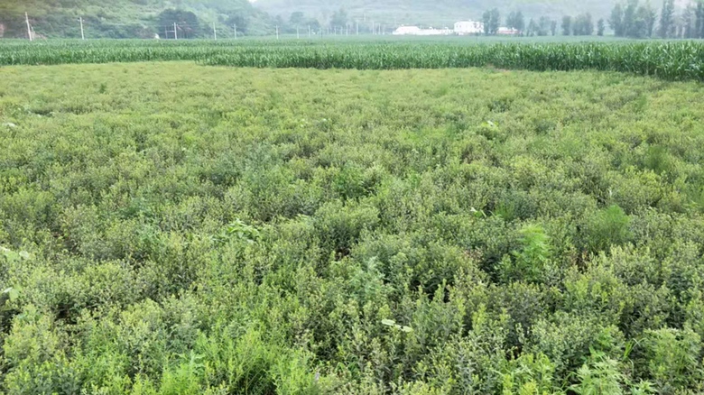 白术植物在阳光下的农田中自然生长,叶片翠绿,根茎粗壮 白术植物在农田中生长
