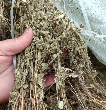 瓜子金纯野生质量好正品精选勒马回无任何添