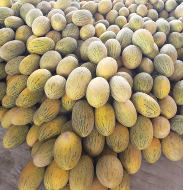 [哈密瓜批发]新疆伽师八六王价格0.60元/斤 - 一亩田