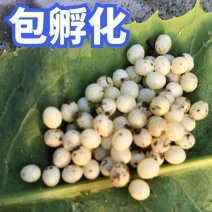 技术指导白玉蜗牛怀孕白玉蜗牛种蜗牛包孵化技术上门指