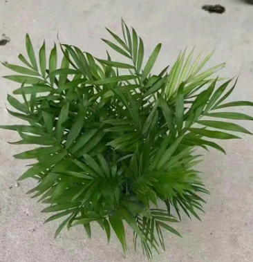 袖珍椰子 绿植花卉盆栽 净化空气 基地直发