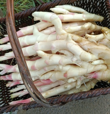 仔姜子姜产地直销需要的朋友可以咨询可以给你购买