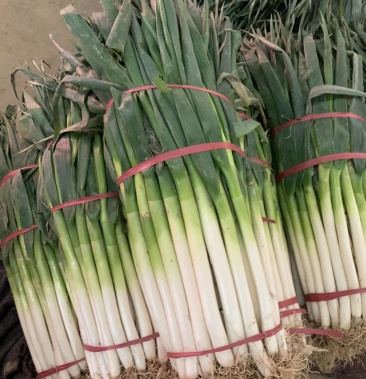 本地大量钢葱,长白葱,质量不错欢迎全国各地朋友前来咨询