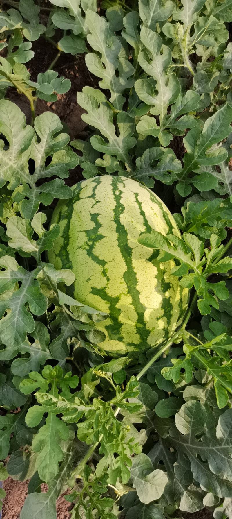 内蒙古通辽沙地西瓜产区