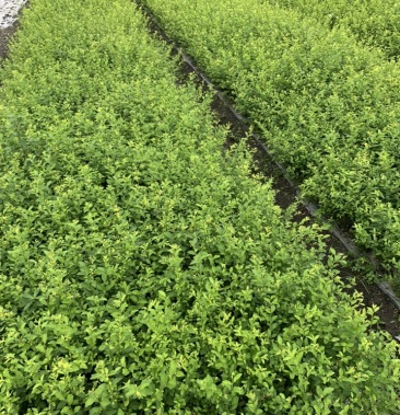 [女贞苗批发]金禾女贞地苗价格2.40元/棵 - 一亩田