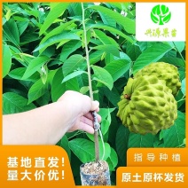 台湾凤梨释迦苗供技术指导原土原杯发货成活率高