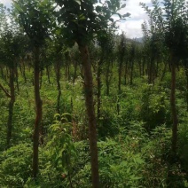 占地紫薇，4-6公分1万棵，价格优惠，桂林货，急处理