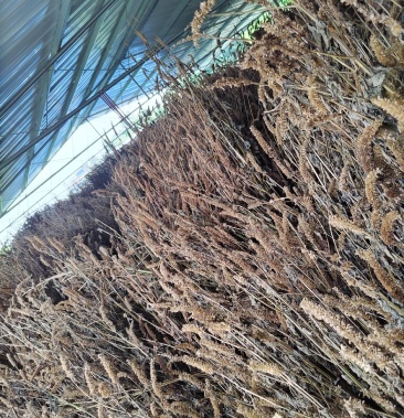 今年才丰收的藿香根,有须要的商家联系我.