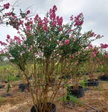 丛生紫薇假值苗 小叶红花丛生紫薇容器苗