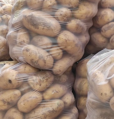 山西土豆大量上市了品种226个头大颜色好口感好