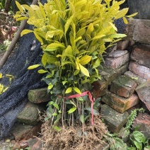 茶叶树种苗基地直供安吉奶白龙井43福鼎中茶红绿黄金茶苗