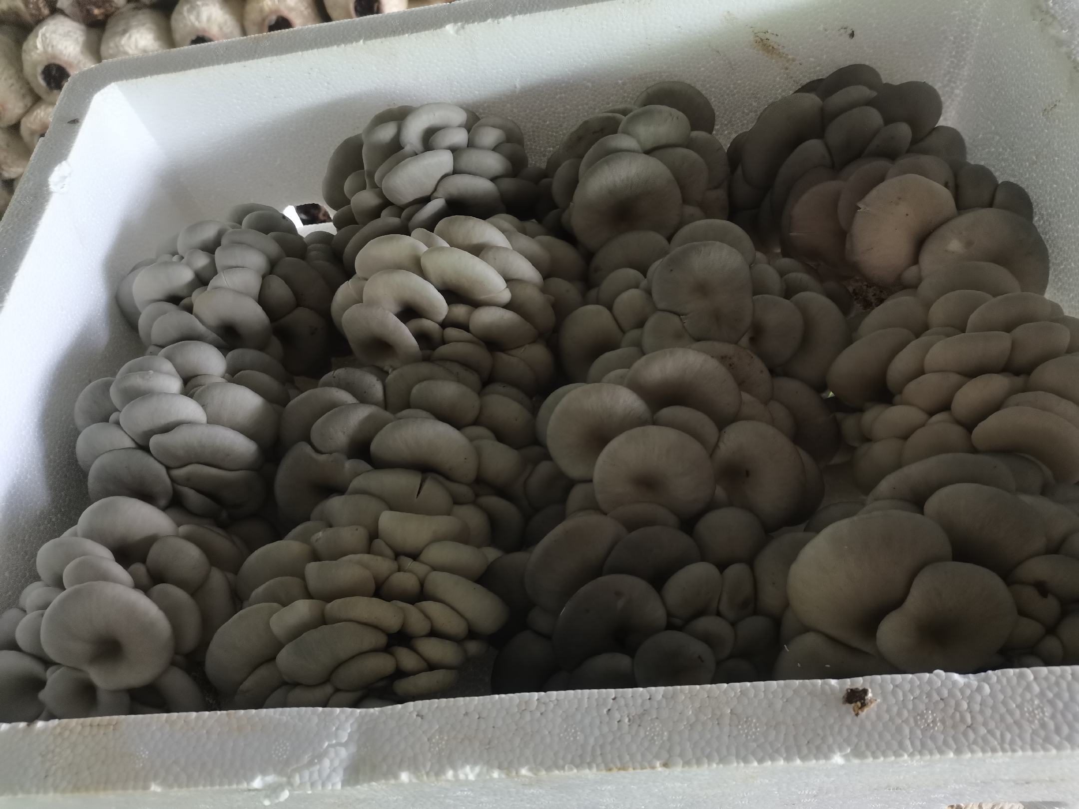 炸平菇成品图