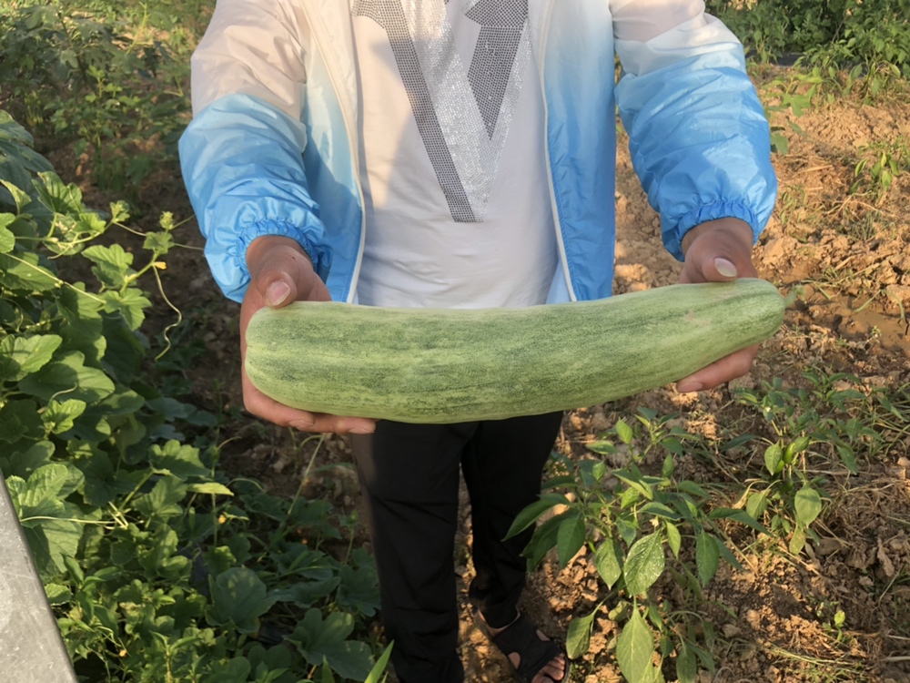 农户清晨采摘头茬羊角蜜甜瓜实景:一位戴草帽的中年男性弯腰于瓜垄间,左手托住一枚刚剪下的羊角蜜甜瓜,右手持剪刀,瓜身沾有晨露,藤叶青翠欲滴,身后可见成片低矮爬蔓的羊角蜜瓜田,远处天空湛蓝 农户清晨采摘头茬羊角蜜甜瓜实景:一位戴草帽的中年男性弯腰于瓜垄间,左手托住一枚刚剪下的羊角蜜甜瓜,右手持剪刀,瓜身沾有晨露,藤叶青翠欲滴,身后可见成片低矮爬蔓的羊角蜜瓜田,远处天空湛蓝