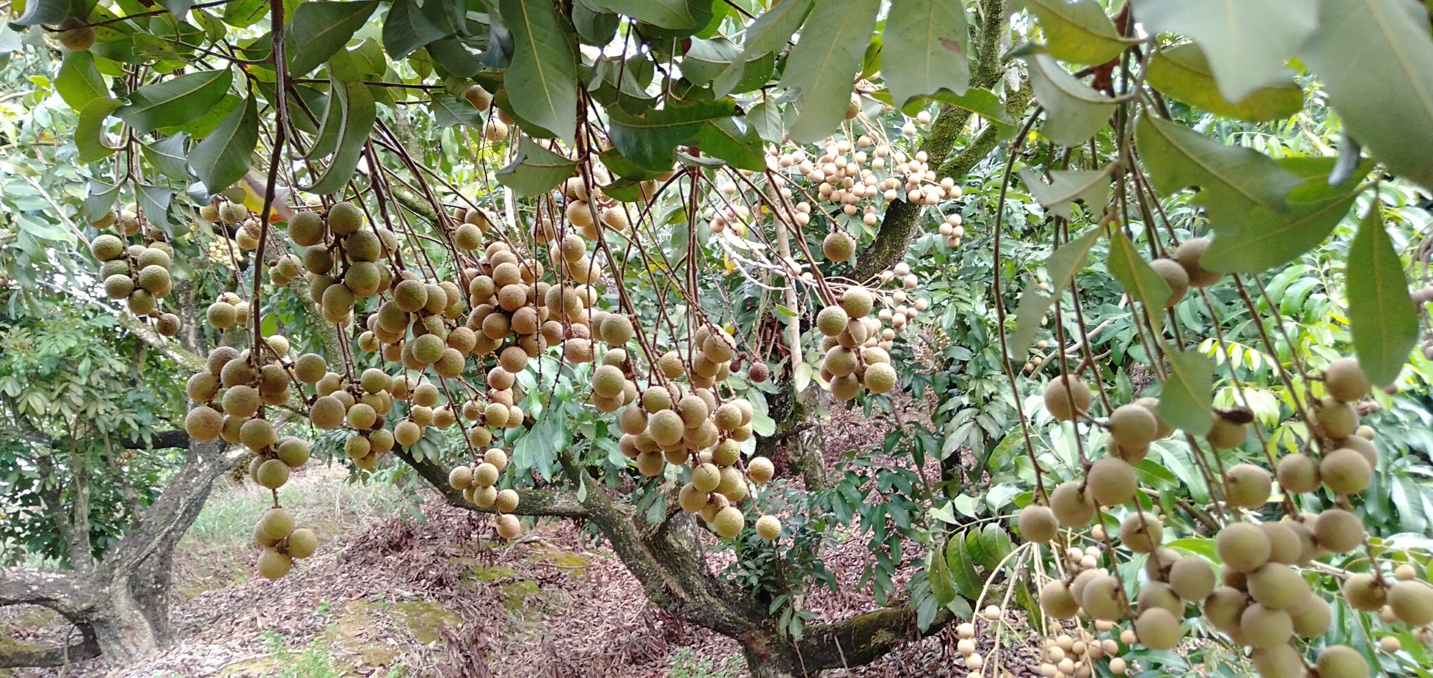 平南石硖龙眼节活动现场