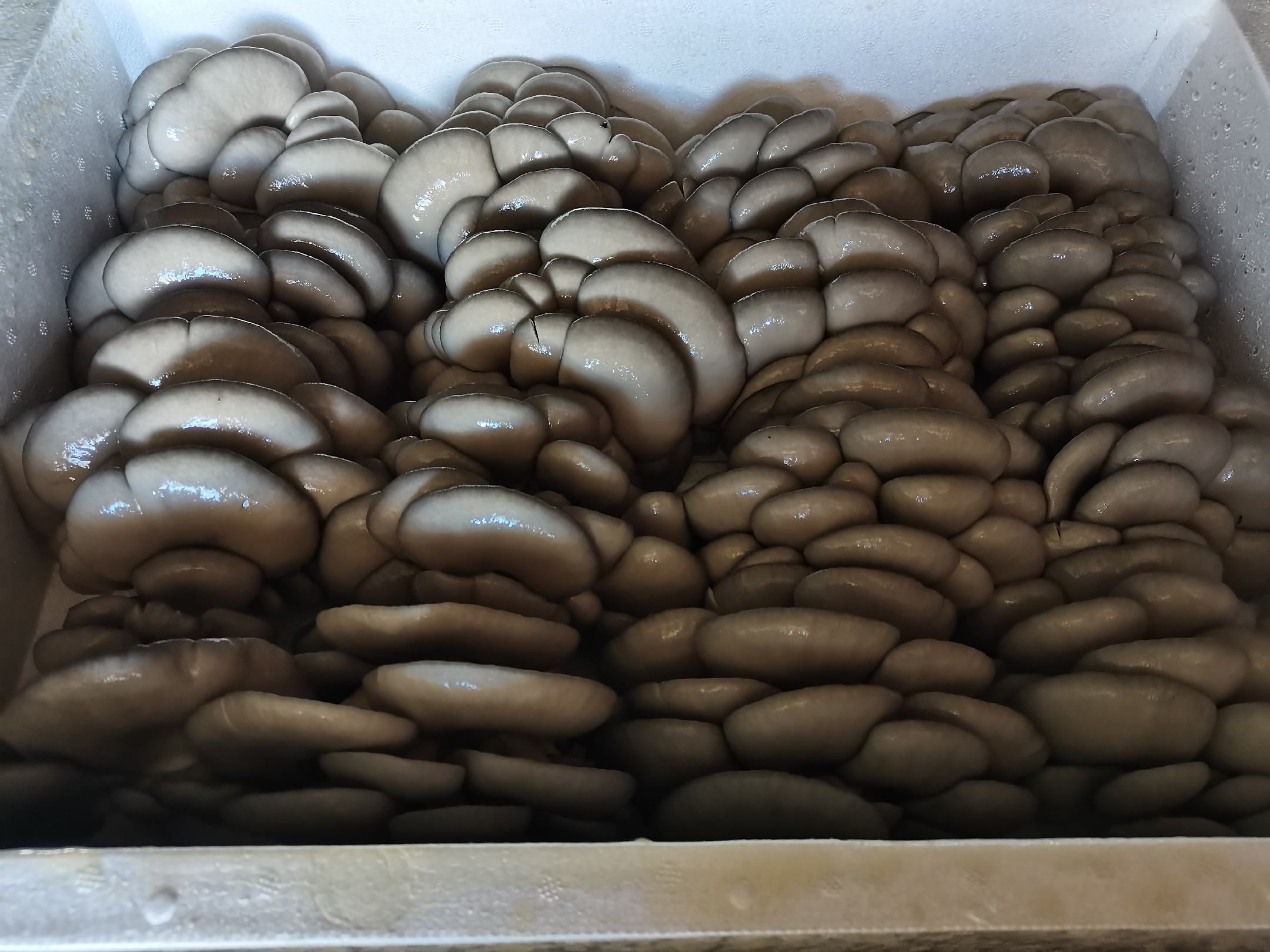 炒蘑菇放韭菜成品图