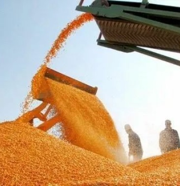 玉米粮库直接签约买方