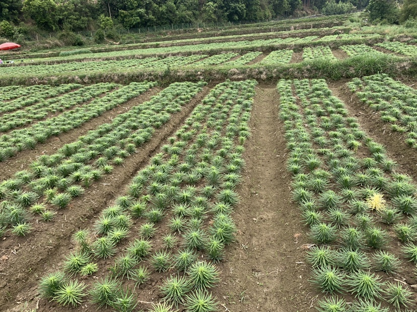 甘肃省兰州市七里河区黄土高原梯田上的百合种植基地,春季翻耕后的田块呈条带状分布,远处可见秦岭余脉,阳光充足,地形坡度约15度,利于排水 甘肃兰州七里河区百合种植基地航拍图