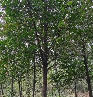 [杜英批发]杜英价格400.00元/棵 - 一亩田