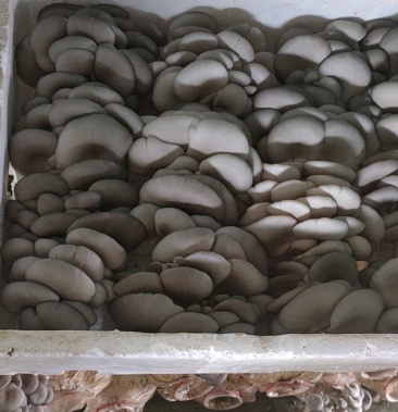 [平菇批发]精品大叶价格40.00元/斤 - 一亩田