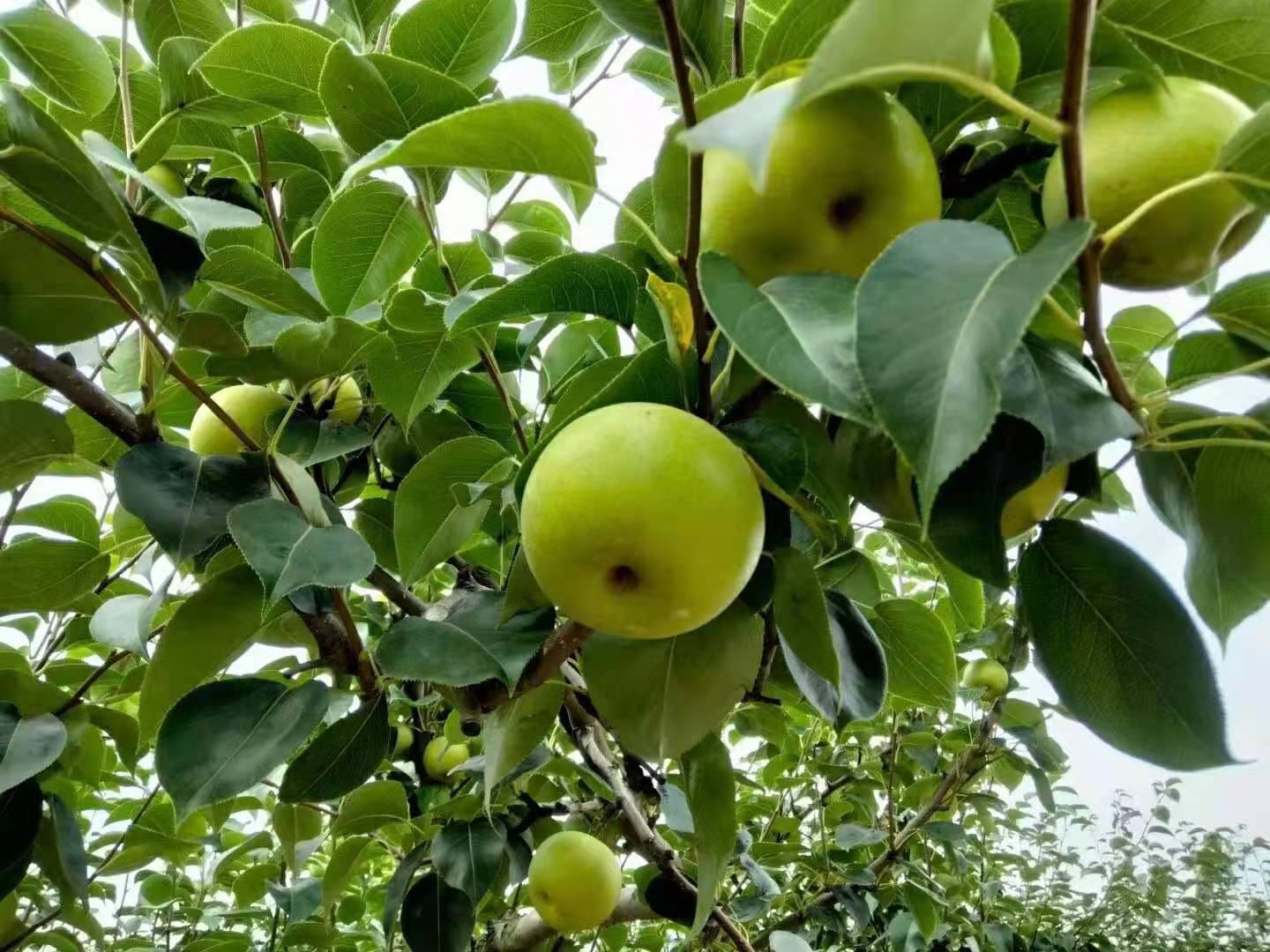 砀山梨与皇冠梨对比图