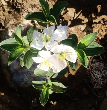 白花野牡丹种苗/成品干货/繁殖推广技术/大田管理技术