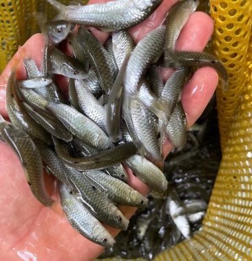 批发]青竹鱼苗 ,水花苗场直供 杂交良种改良品种,量大从优惠价价格0